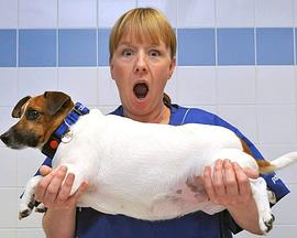 肥寵年度減肥大賽第一季(全集)